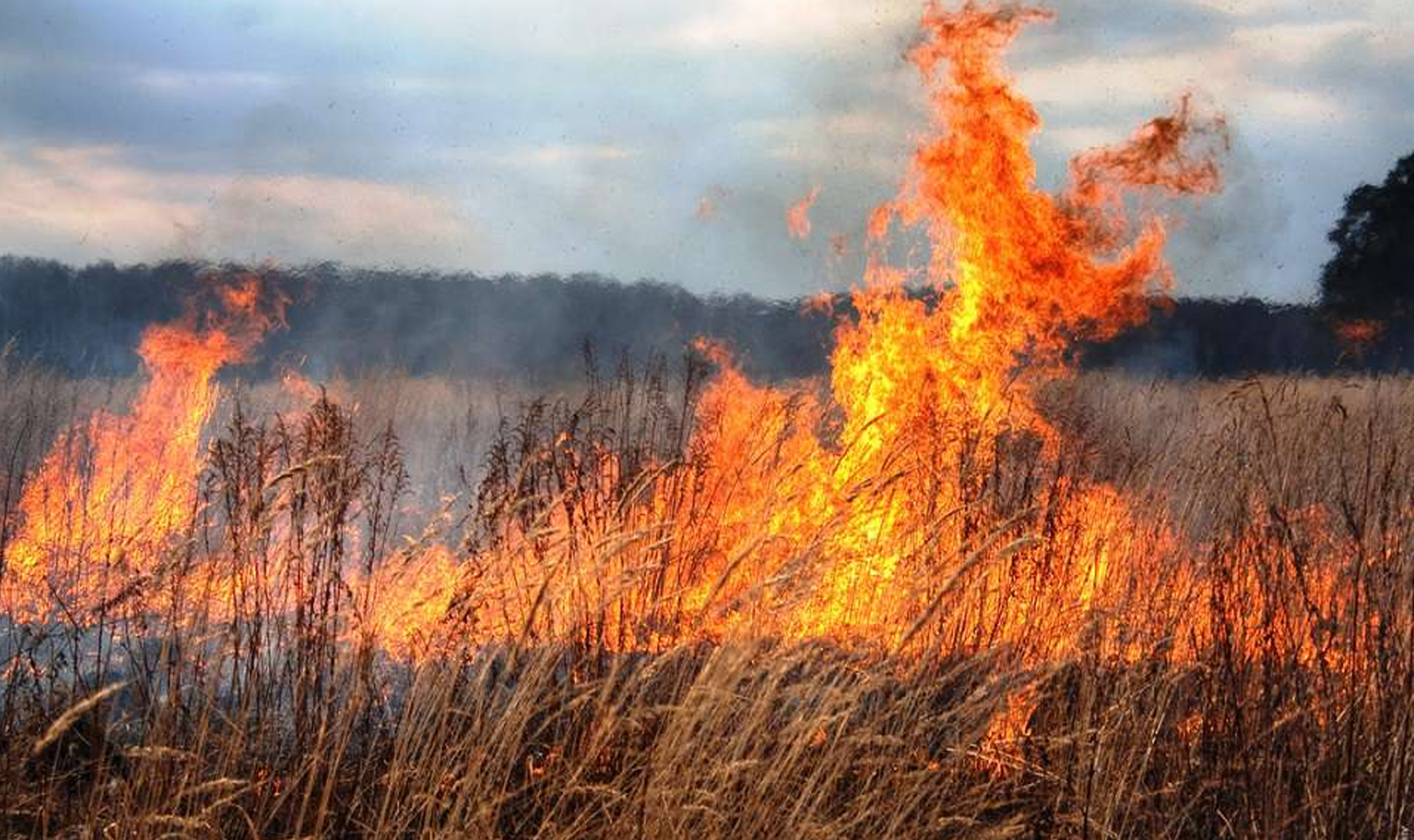 Степные тростниковые лесные пожары. Горит сухая трава. Пожар травы. Горение сухой травы. Пожар сухой травы.
