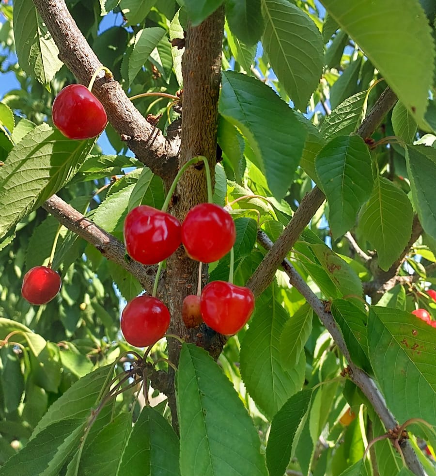 Сегодня пятница, 14 июня. – Заря Кубани Новости Славянска-на-Кубани